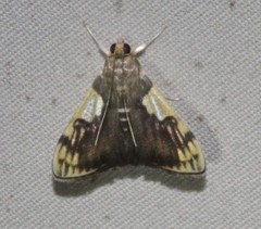 Rehimena cissophora