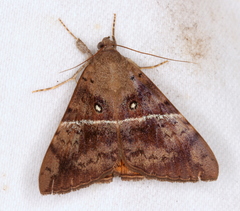 Oxyodes tricolor