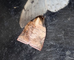 Beara tortriciformis