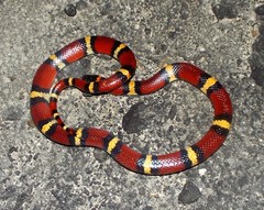 Lampropeltis annulata