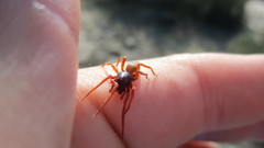 Dysderidae