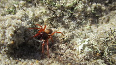 Dysderidae