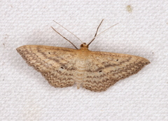 Scopula oppilata