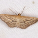 Scopula oppilata - Photo (c) Victor W Fazio III, some rights reserved (CC BY-NC), uploaded by Victor W Fazio III