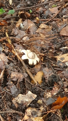 Geastrum