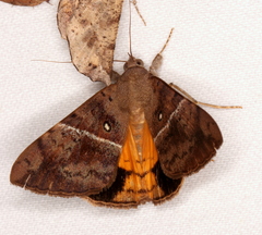 Oxyodes tricolor