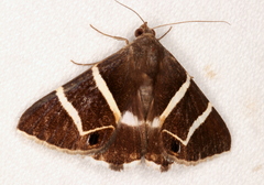 Grammodes