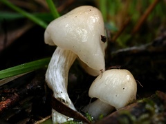 Hygrocybe leucogloea