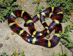 Lampropeltis annulata