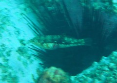 Halichoeres nebulosus