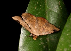 Mecodina praecipua
