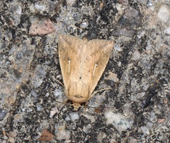 Mythimna decisissima