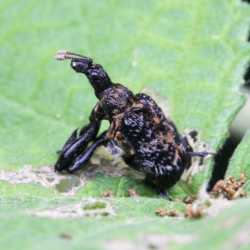 Euscelophilus