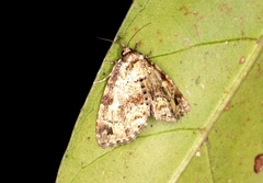 Lithacodia crotopha