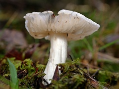 Hygrocybe leucogloea