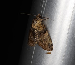 Lophoptera hemithyris