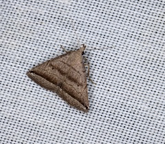 Lysimelia neleusalis