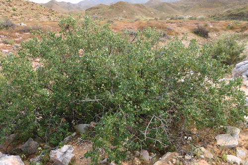 Image of Searsia populifolia by (c) Tony Rebelo, some rights reserved (CC BY-SA)