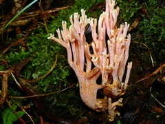 Ramaria anziana