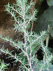 Cliffortia esterhuyseniae