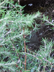 Cliffortia esterhuyseniae