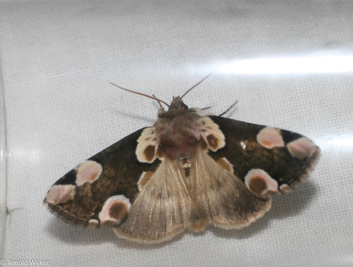 Peach Blossom Moth, Castricum, Nederland, photo 8 of 10