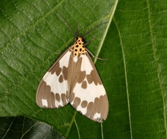 Nyctemera carissima