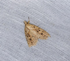 Olulis puncticinctalis