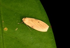 Paralithosia shaowuica