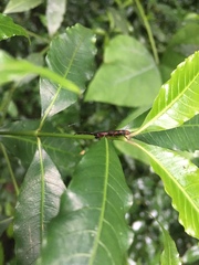 Brentinae