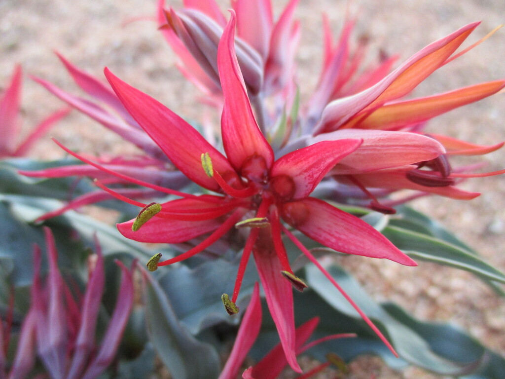 Ornithoglossum pulchrum