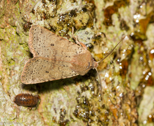 Representative image of Xanthia ruticilla