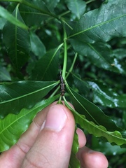 Brentinae