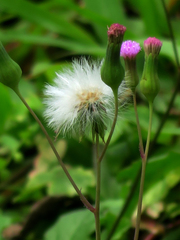 Pieris rapae crucivora