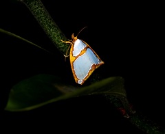 Titulcia confictella