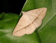 Ugia insuspecta