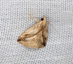 Rivula striatura