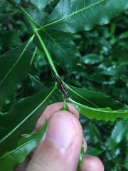 Brentinae