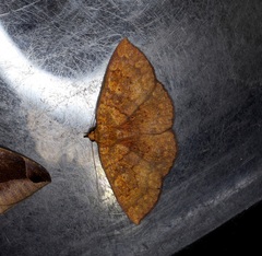 Sarobides inconclusa