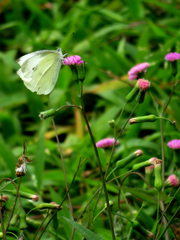 Pieris rapae crucivora
