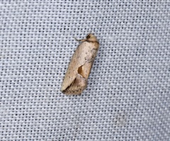 Strotihypera macroplaga