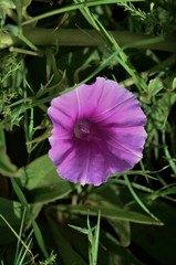 Ipomoea ommanneyi