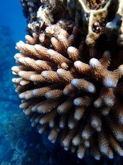 Acropora humilis