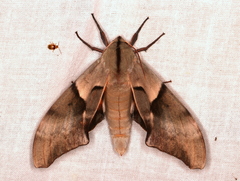 Coequosa australasiae