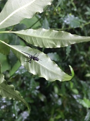 Verrucosa scapofracta