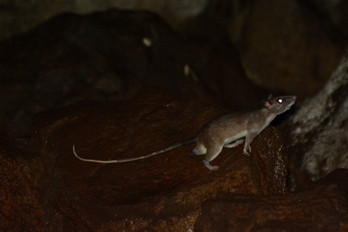 Edwards's Long-tailed Giant Rat (Leopoldamys edwardsi) — Least Concern Mammalia