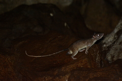Edward's Rat photo 1