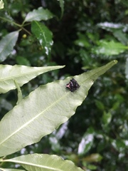 Verrucosa scapofracta