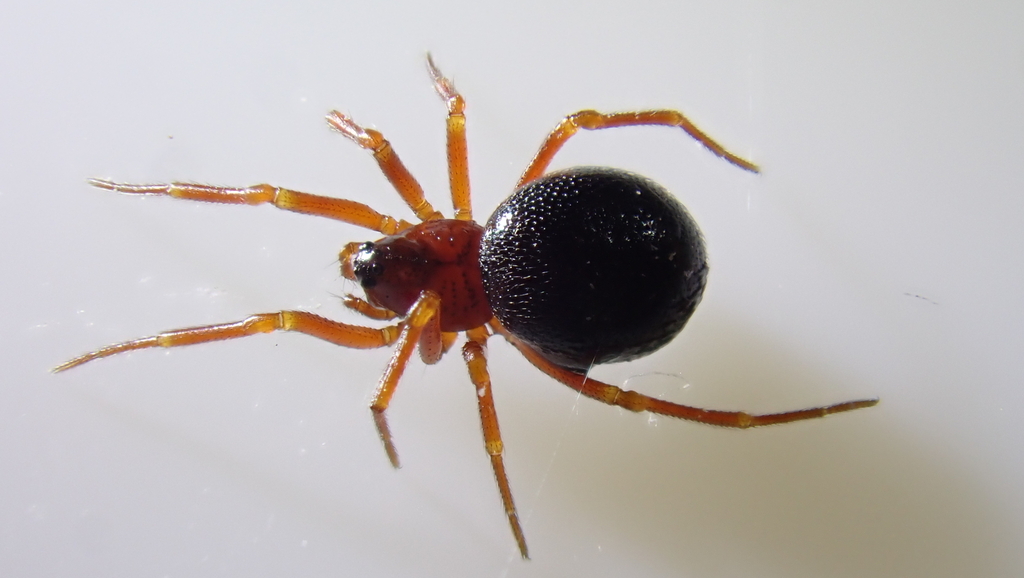 Pelecopsis bucephala