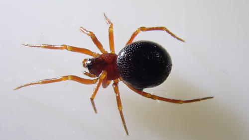 Pelecopsis bucephala
